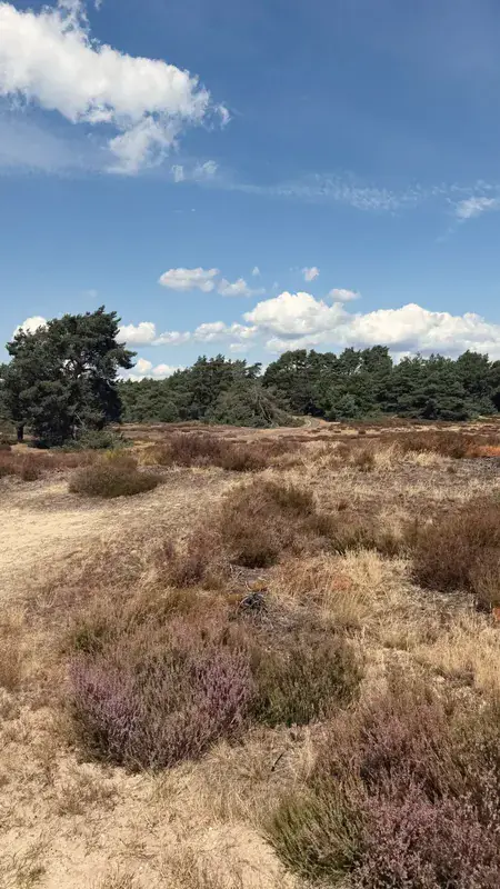 Bloeiende paarse heide op de Veluwe
